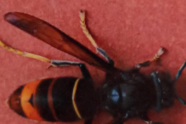 The Asian hornet is in Turin. Aspromiele’s alarm: “It devours our bees”