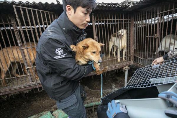South Korea: Ban on Dog Meat Trade – Corriere.it