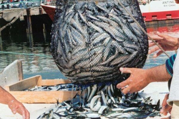 Ogni anno vengono catturati fino a 2,2 trilioni di pesci selvatici. Ma la metà finisce… in pasto ai pesci- Corriere.it