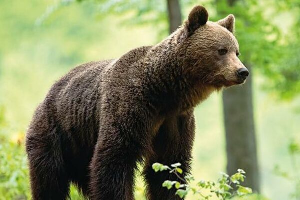 M90 bear killing sparks anger from animal rights activists: “The massacre has begun, we will invade Trento on Saturday”